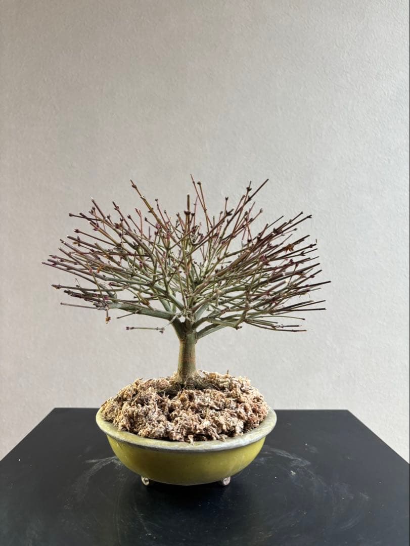 イ*イ様 清姫もみじ　盆栽　八房紅葉　箒作り　小品　樹齢約20年