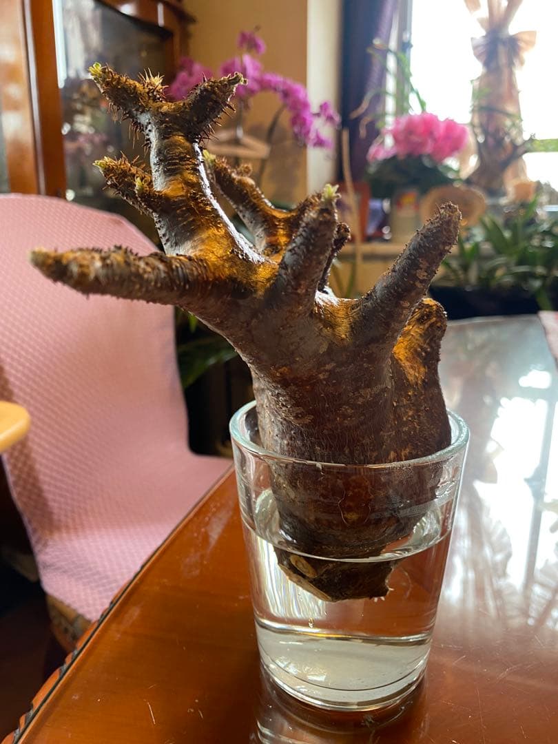 ミルク❗️グラキリス現地球 発根済