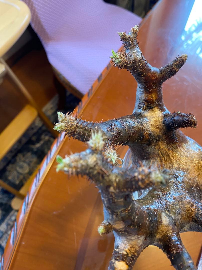 ミルク❗️グラキリス現地球 発根済