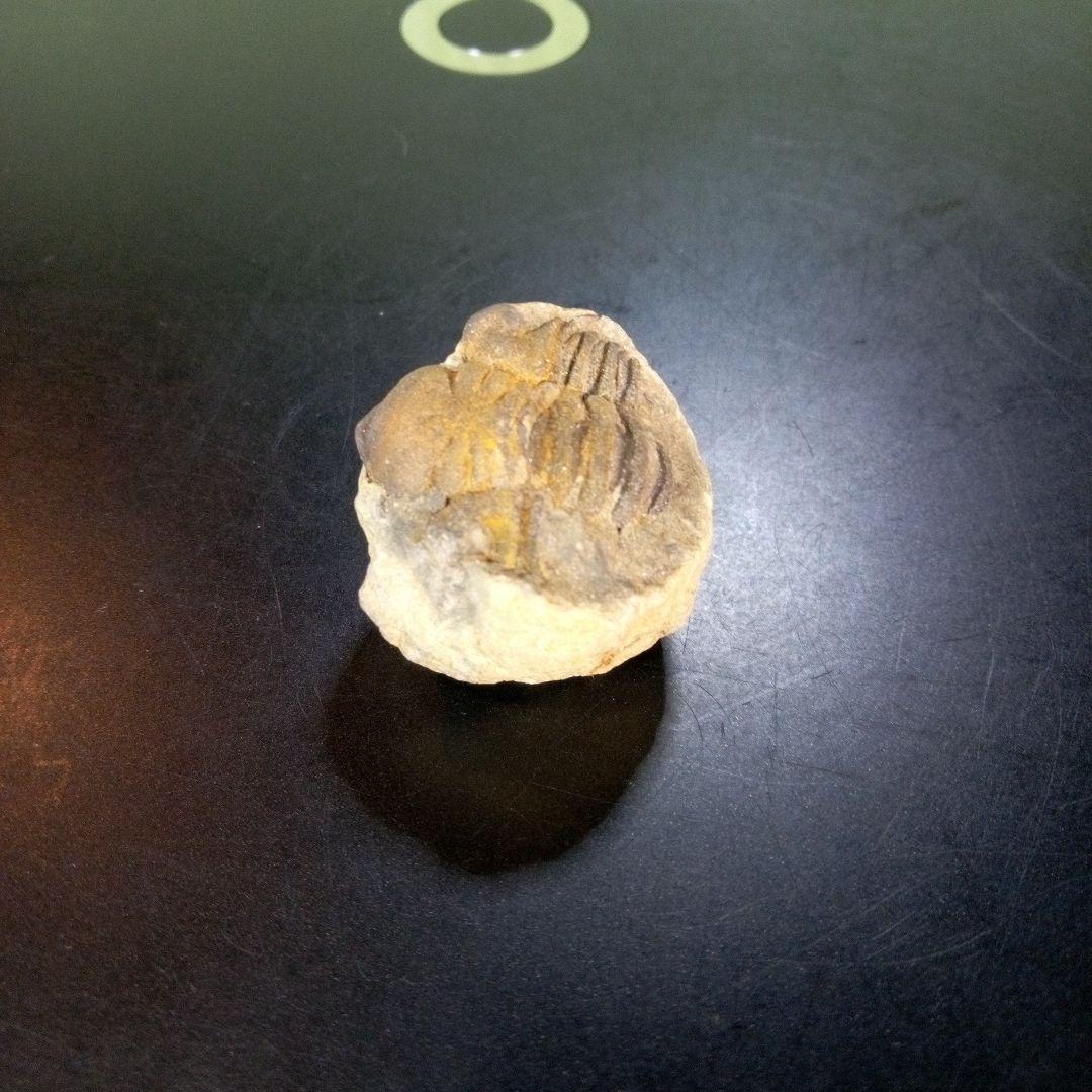 三葉虫　化石　fossil　ボリビア産　trilobite　ボリビア三葉虫郡⑪