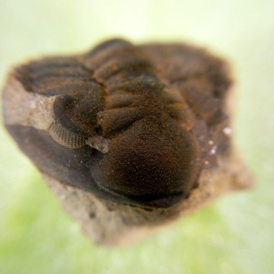 三葉虫　化石　fossil　ボリビア産　trilobite　ボリビア三葉虫郡⑪