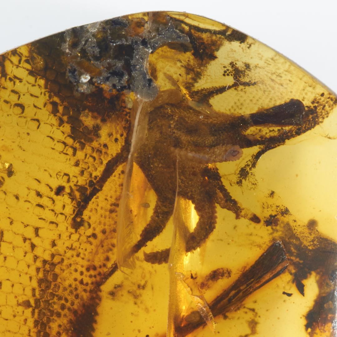 レア極上品 PA151虫入り琥珀化石　ミャンマーカムティかタナイ9900万年前
