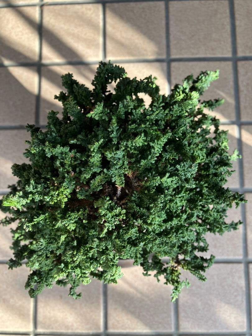 ◉石化檜盆栽　究極の逸品　幹の曲と美しい樹形が超魅力！　　大特価！早いもの勝ち