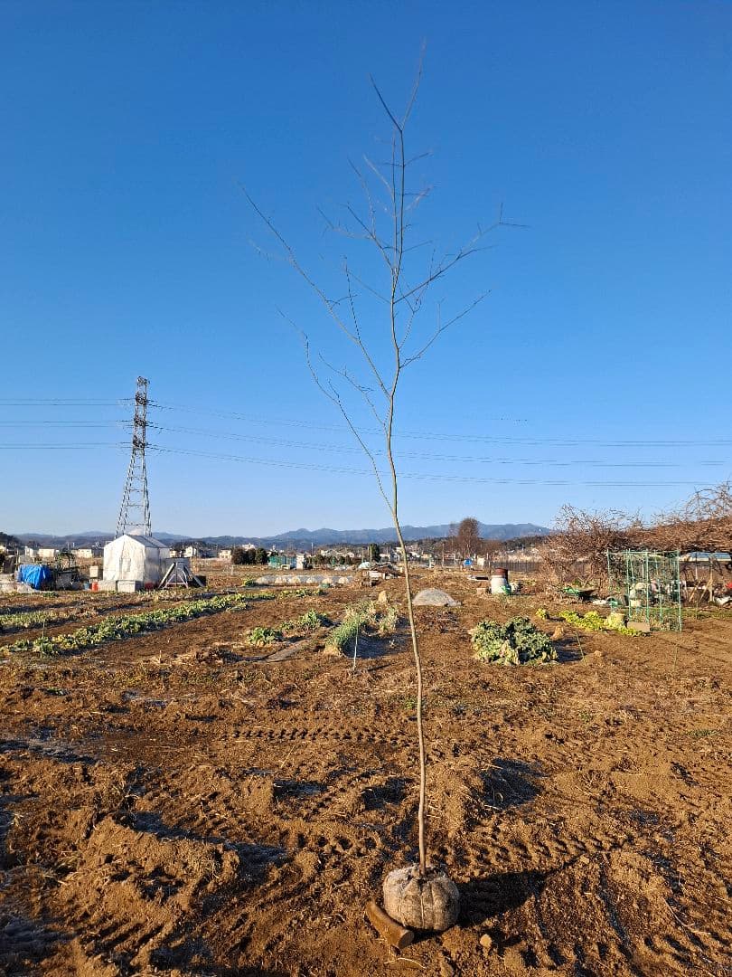 ヤマモミジ 山採り　ー　アオダモ、アオハダ、モミジ、カエデ　ー