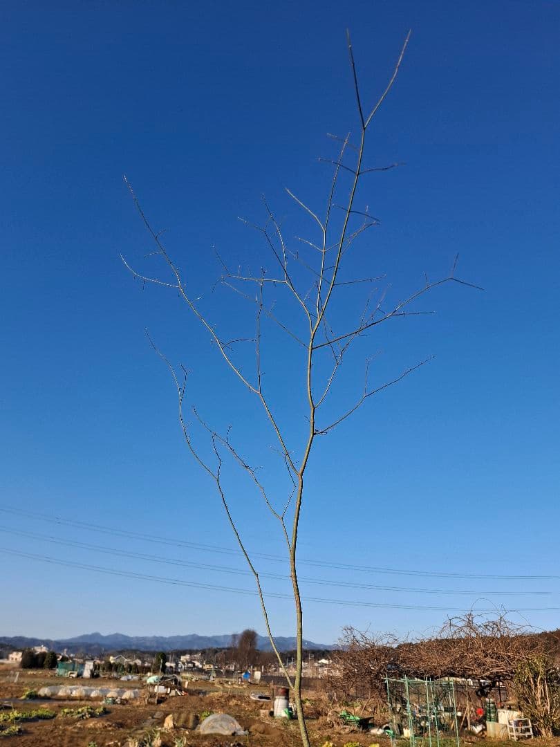 ヤマモミジ 山採り　ー　アオダモ、アオハダ、モミジ、カエデ　ー