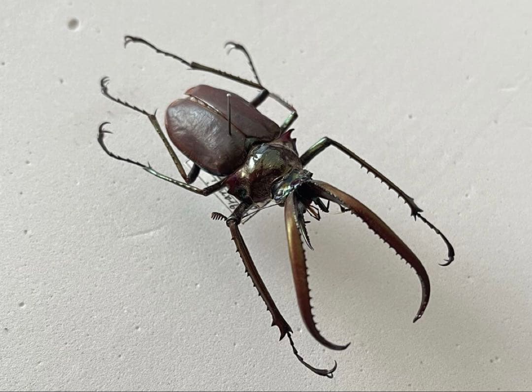 コガシラクワガタ 標本 ♂約58mm チリクワガタ 外国産 クワガタ