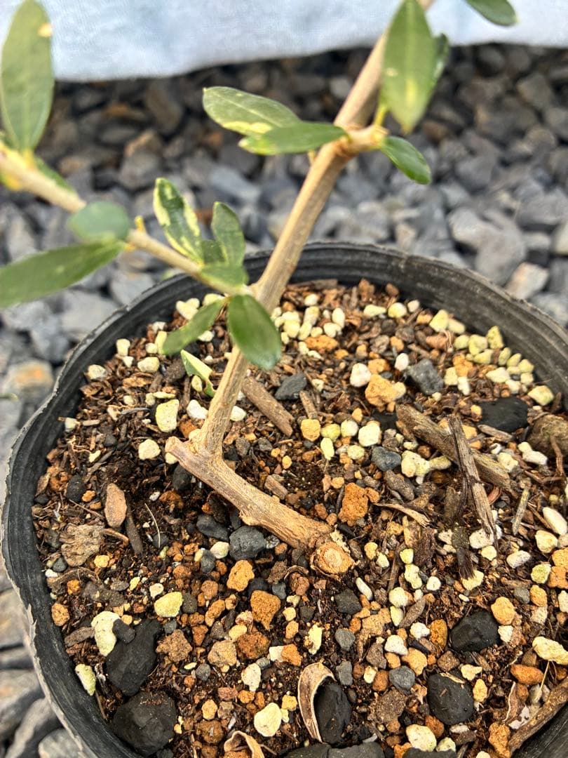 斑入りオリーブ苗　③