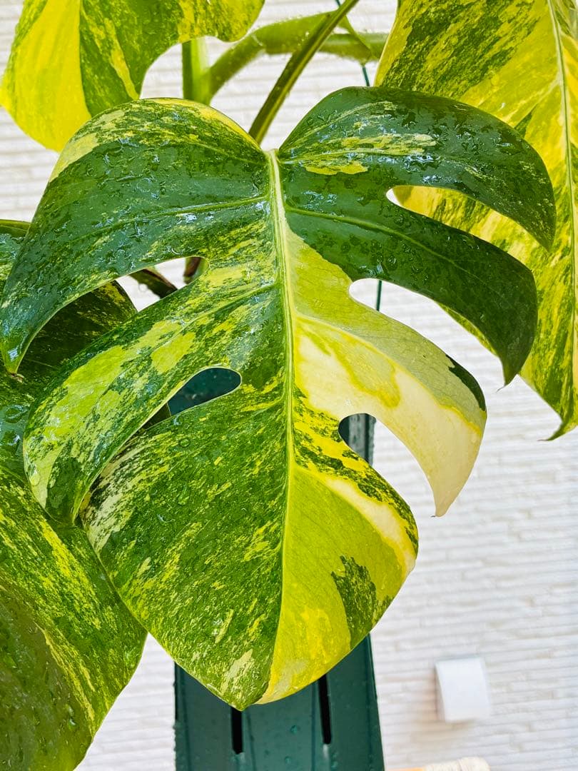 【超希少美斑】モンステラ　ボルシギアナ　オーレア　黄斑入り