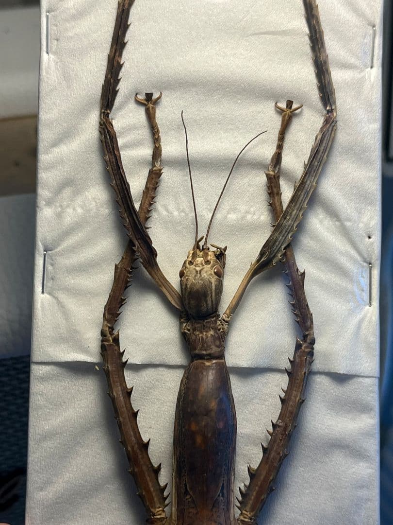 【極太LAST】スマトラナナフシ コノハムシ ナナフシ カマキリ マンティス標本