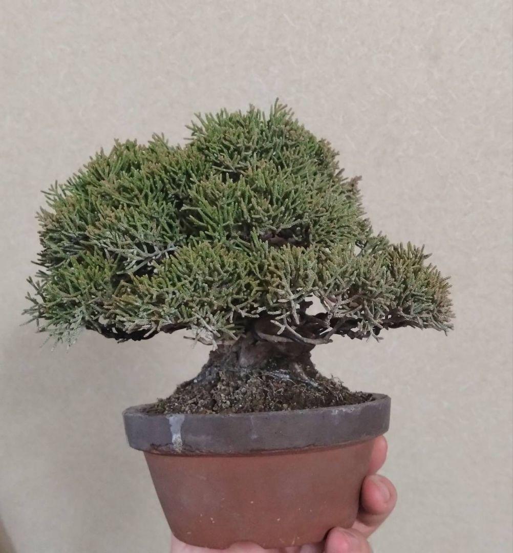 ア*オ様 盆栽 真柏