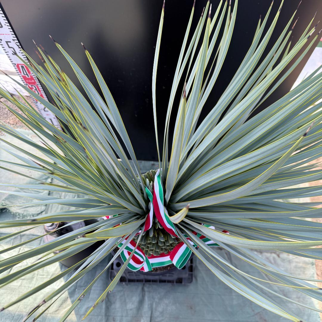 【AL1096】ユッカ　ロストラータ　頂上分頭ツインテール　LA ALBERO