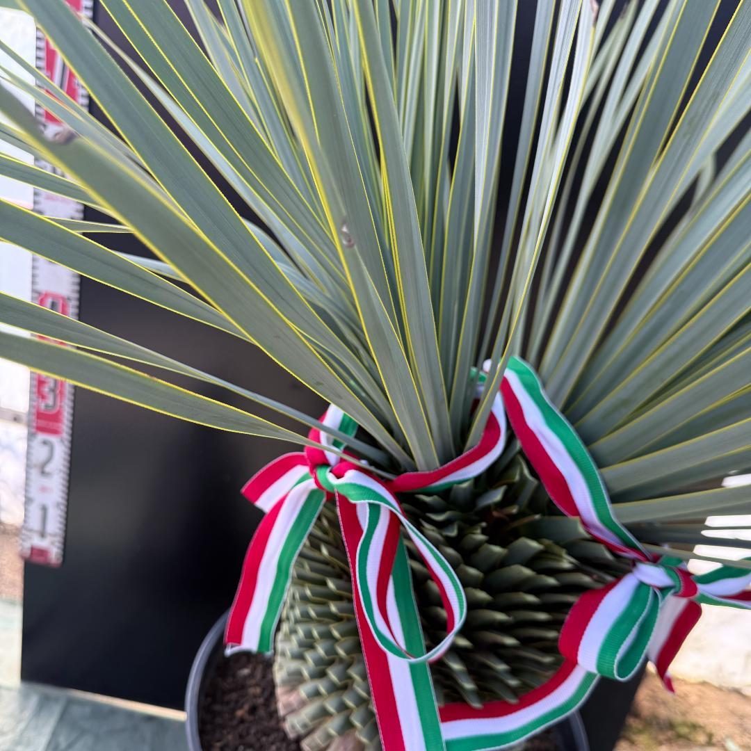 【AL1096】ユッカ　ロストラータ　頂上分頭ツインテール　LA ALBERO