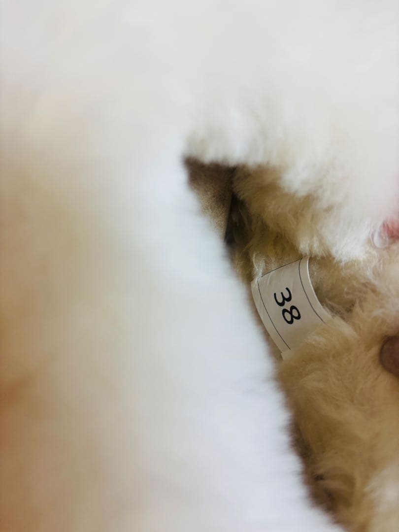 UGG 厚底24cm MUSTARD_SEED ムートンブーツ