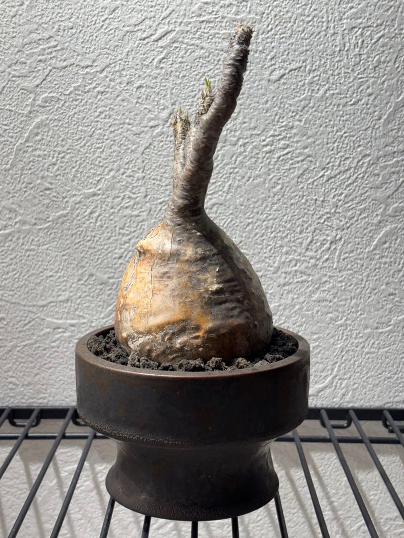 新春セール【グラキリス】塊根！良型良サイズ