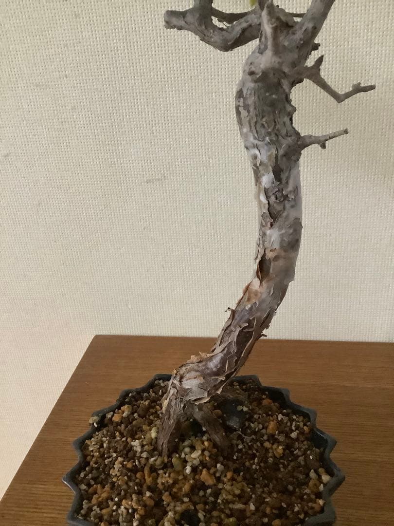 がんちゃん　コミフォラモンストローサ　現地球　塊根植物