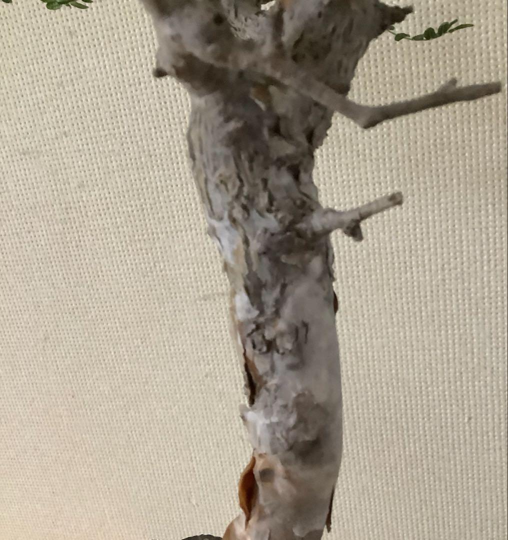 がんちゃん　コミフォラモンストローサ　現地球　塊根植物