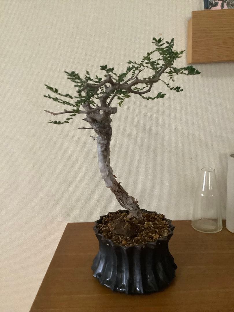 がんちゃん　コミフォラモンストローサ　現地球　塊根植物