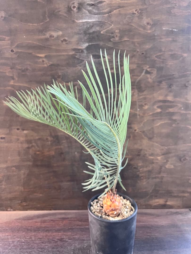 サイカスカイルンシアナM7