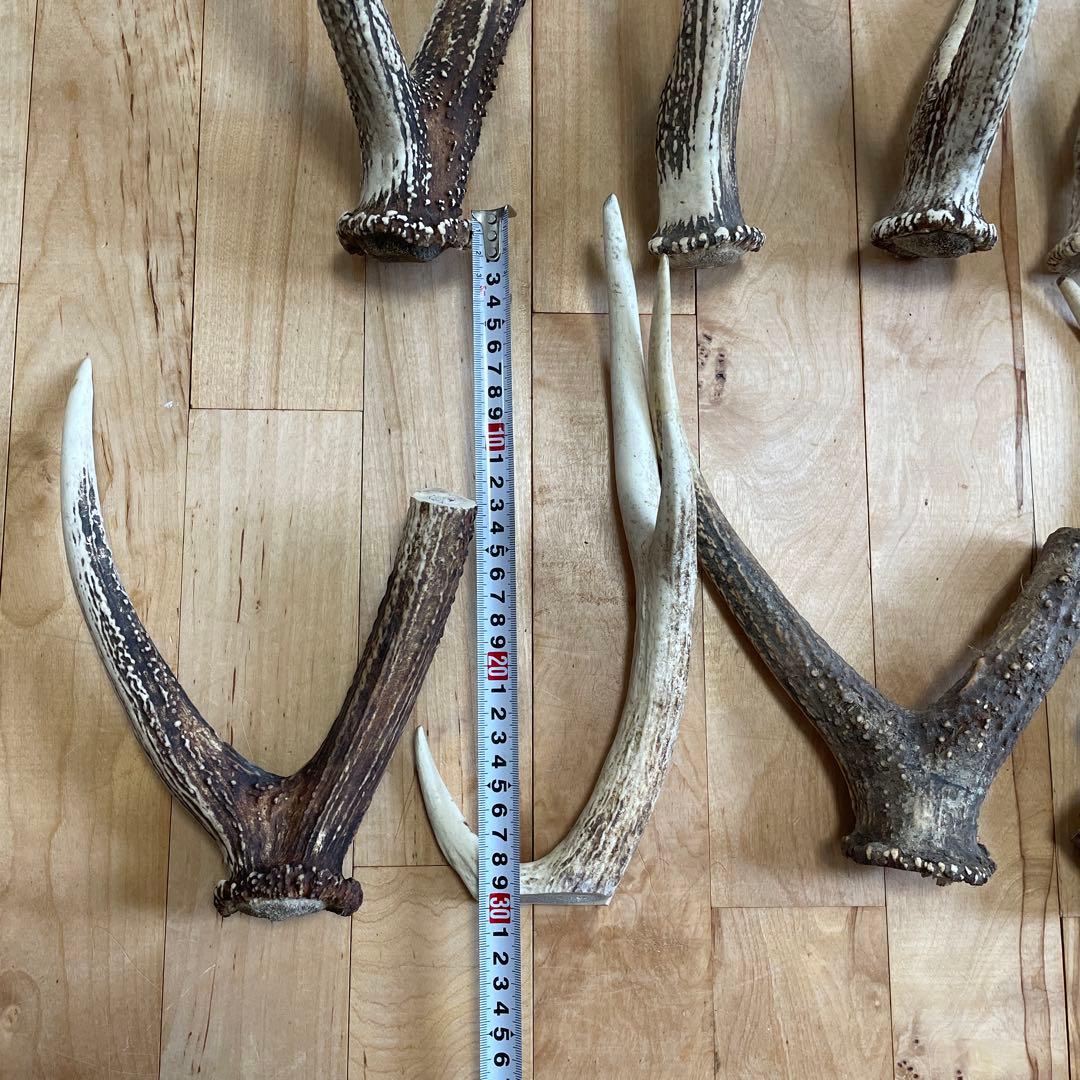 エゾシカ 蝦夷鹿 角 まとめ売り