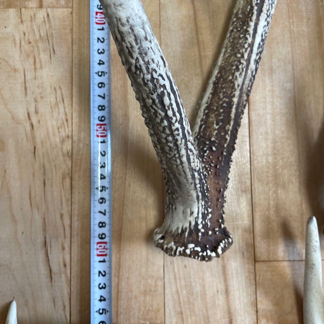 エゾシカ 蝦夷鹿 角 まとめ売り