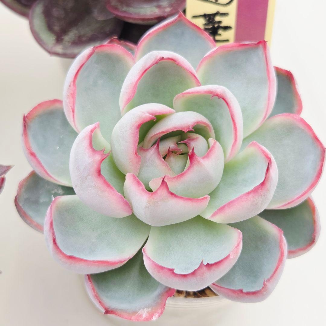 M*˚様 ⑲大きめ苗! そわそわ❣️青鬼❣️龍鱗蓮華❣️おらいさん発根済 6苗メ