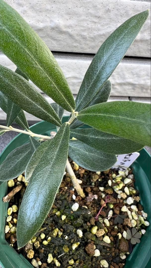 はむ　本物オヒブランカとカラマタ　二苗セット