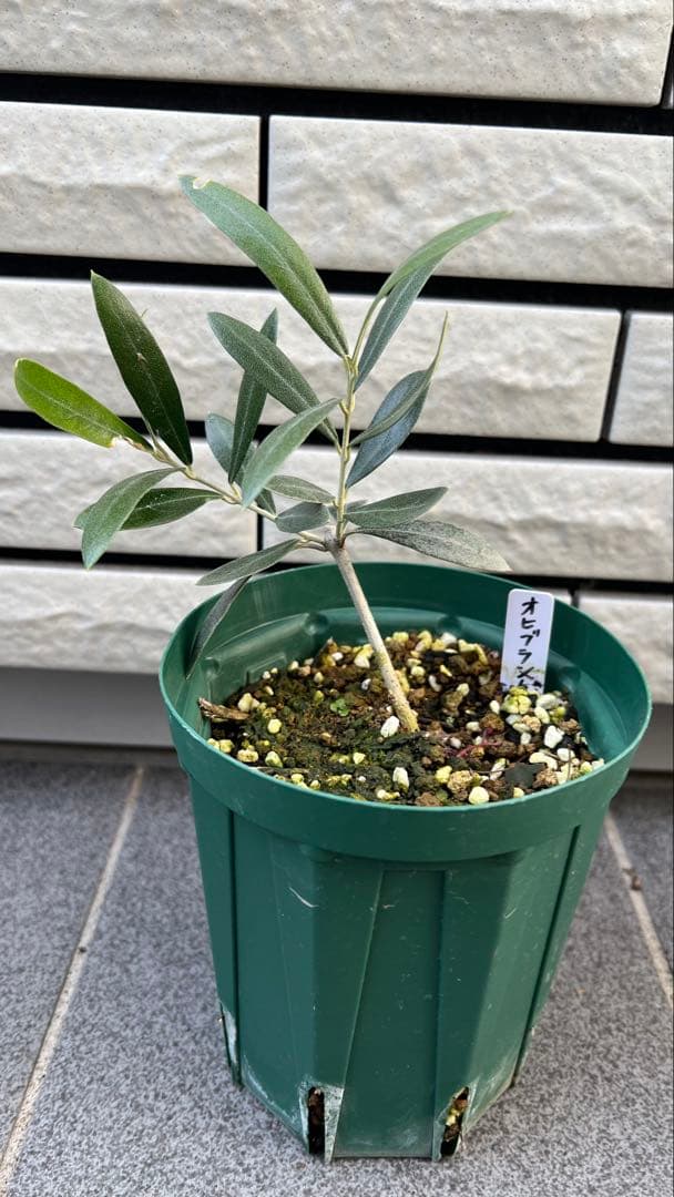はむ　本物オヒブランカとカラマタ　二苗セット