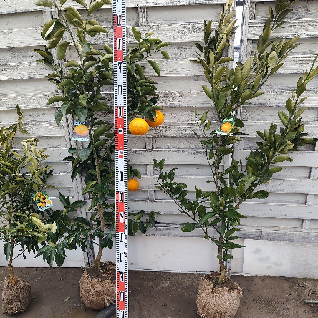 ひいさま専用出品