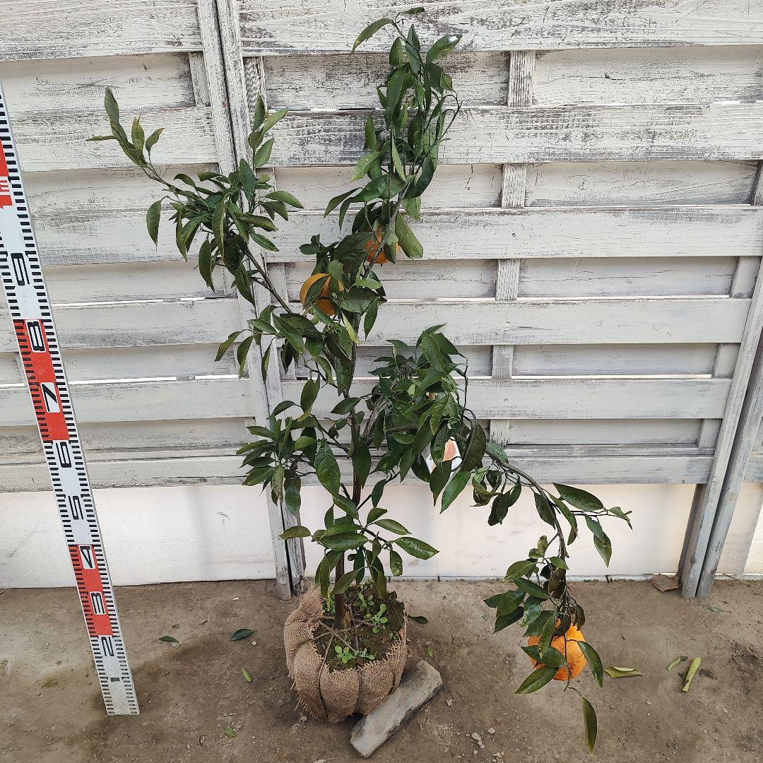 ひいさま専用出品