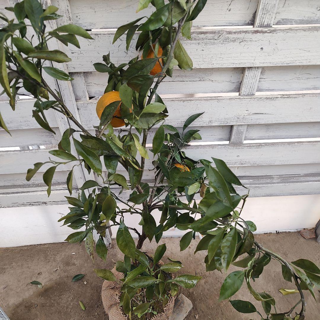 ひいさま専用出品