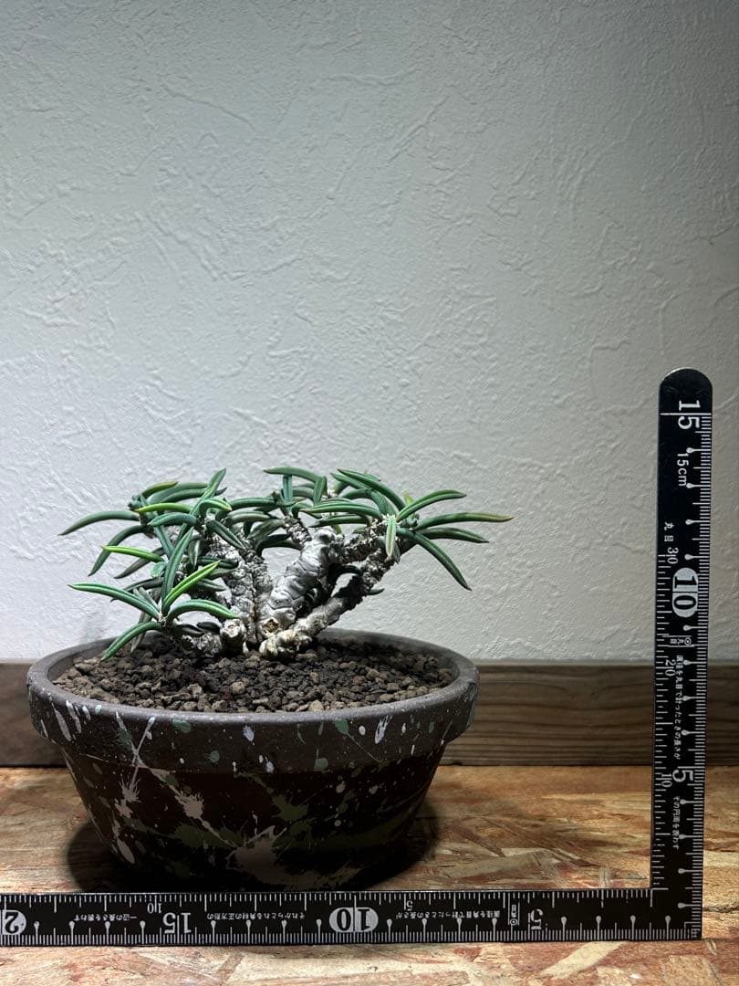 国内実生　長期管理株　ユーフォルビア　キリンドリフォリア　陶器鉢のまま発想　塊根