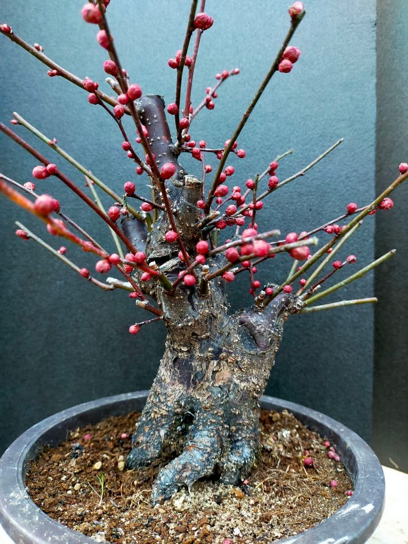 梅盆栽　日光　太幹