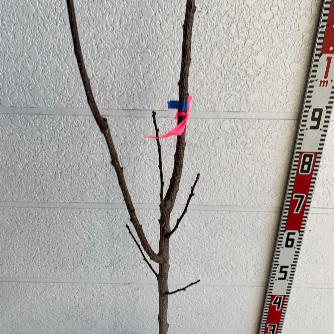 朝倉山椒　アサクラサンショウ　山椒の実　落葉樹　44