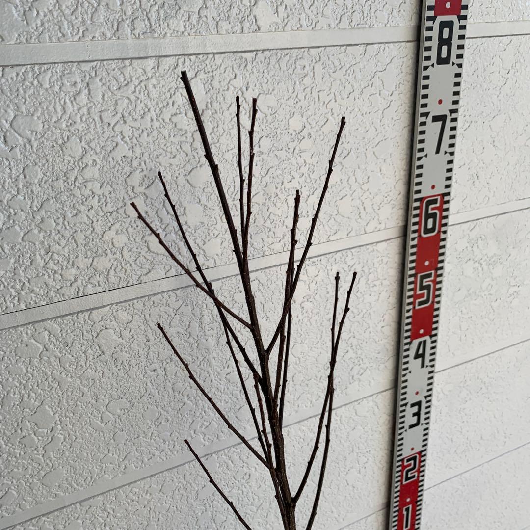 朝倉山椒　アサクラサンショウ　山椒の実　落葉樹　44