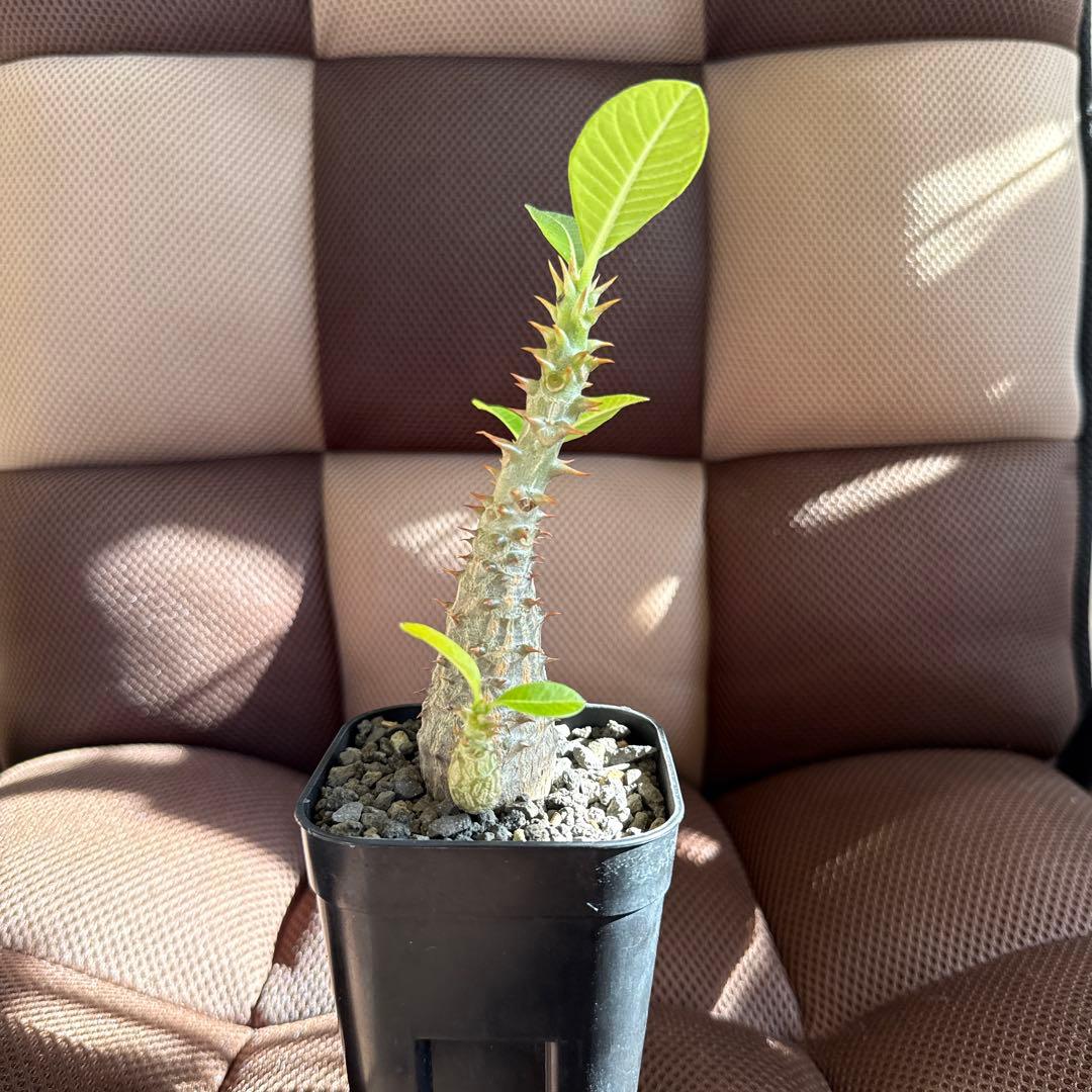 パキポディウム ウィンゾリー実生３年目