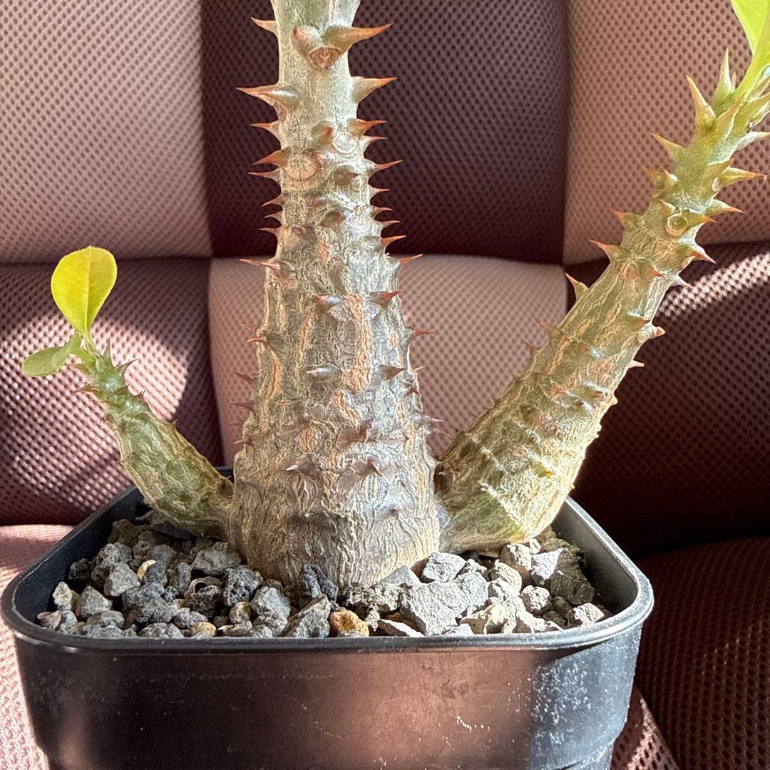 パキポディウム ウィンゾリー実生３年目