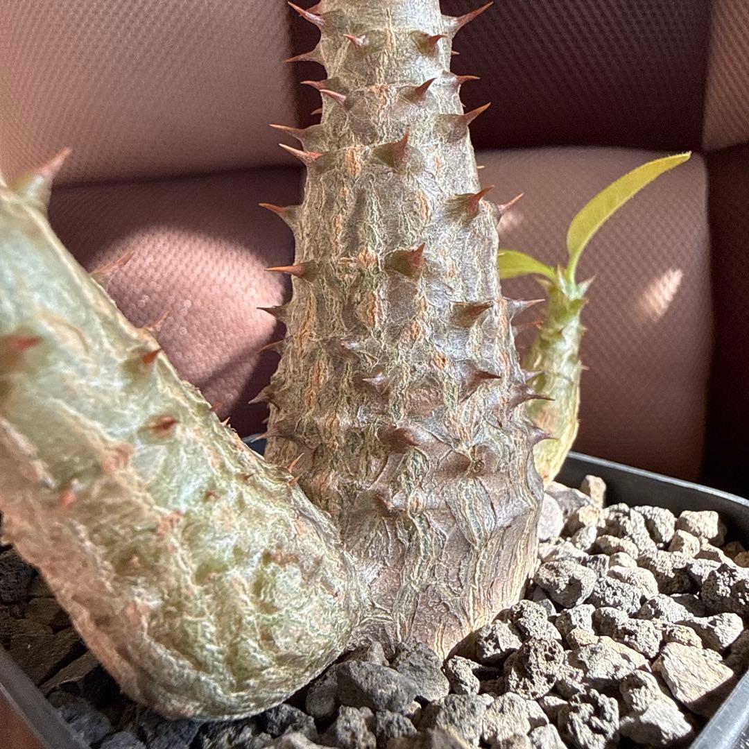 パキポディウム ウィンゾリー実生３年目