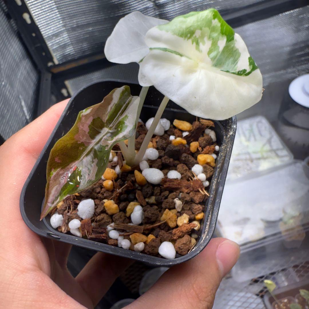 希少 アロカシア シャントリエリ ピンク