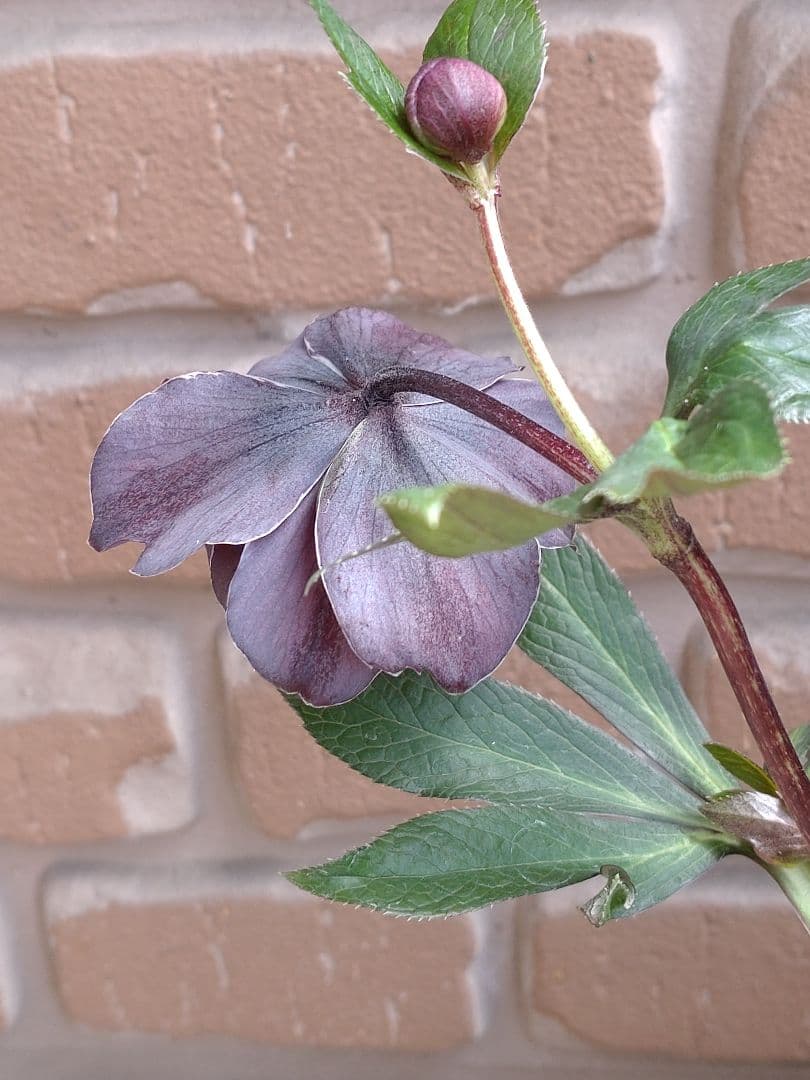 広瀬園芸✨スレートパープル✨ダブル♥クリスマスローズ✨来季用