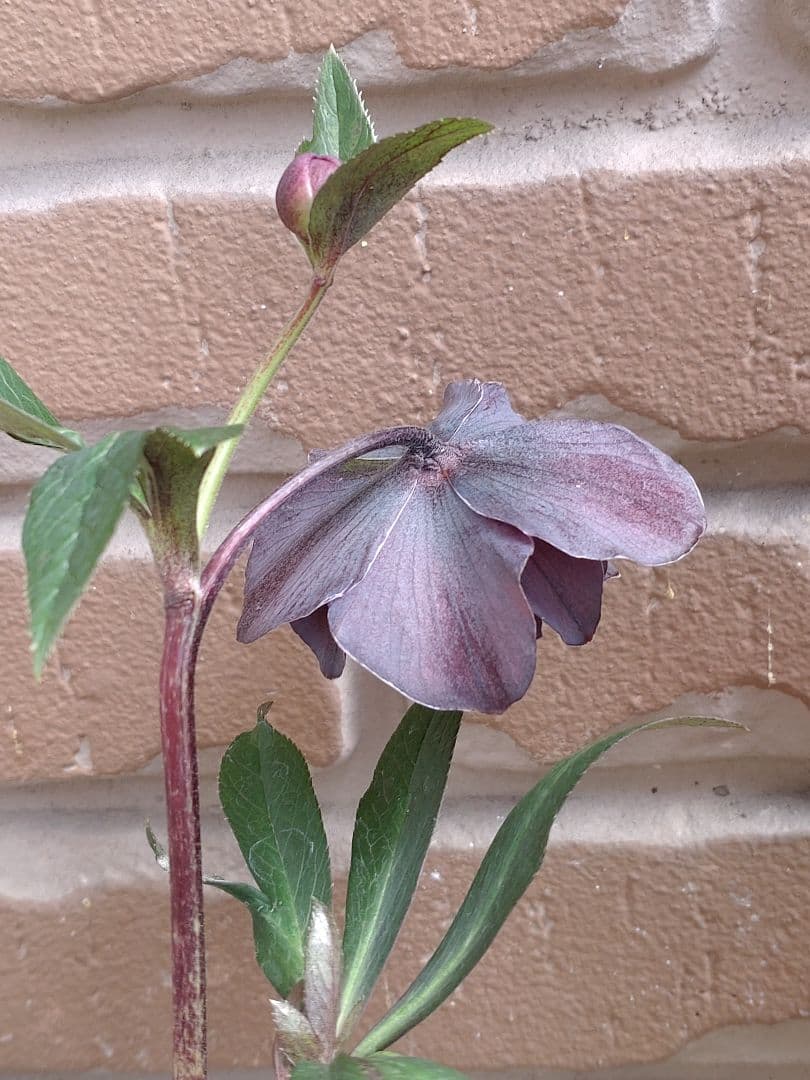 広瀬園芸✨スレートパープル✨ダブル♥クリスマスローズ✨来季用