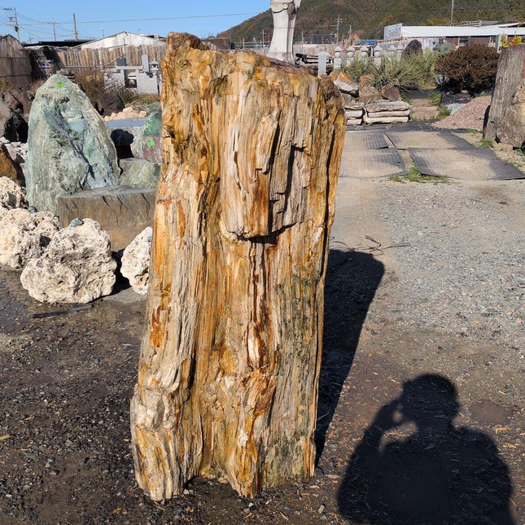 秋田産　珪化木　613キロ　庭石　石 鑑賞石　石材　庭　坪庭　ガーデニング