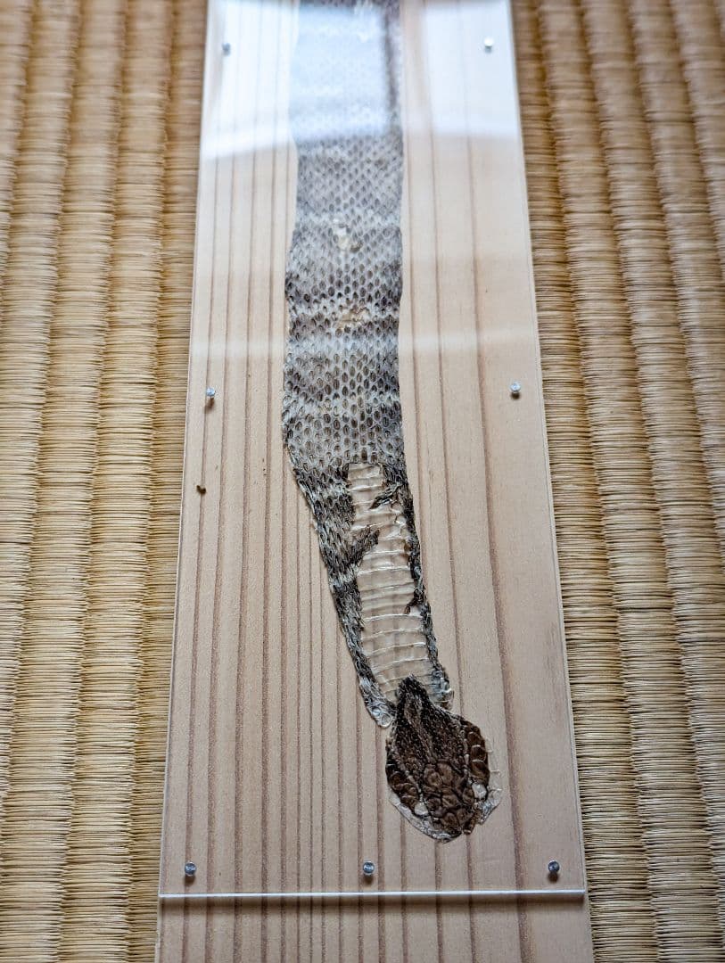 日本マムシの脱け殻  標本