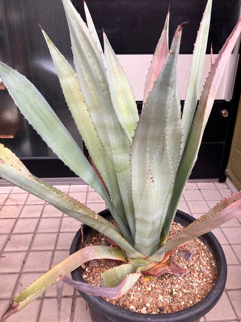 アガベ アメリカーナ アオノリュウゼツラン　大株 ドライガーデン Agave
