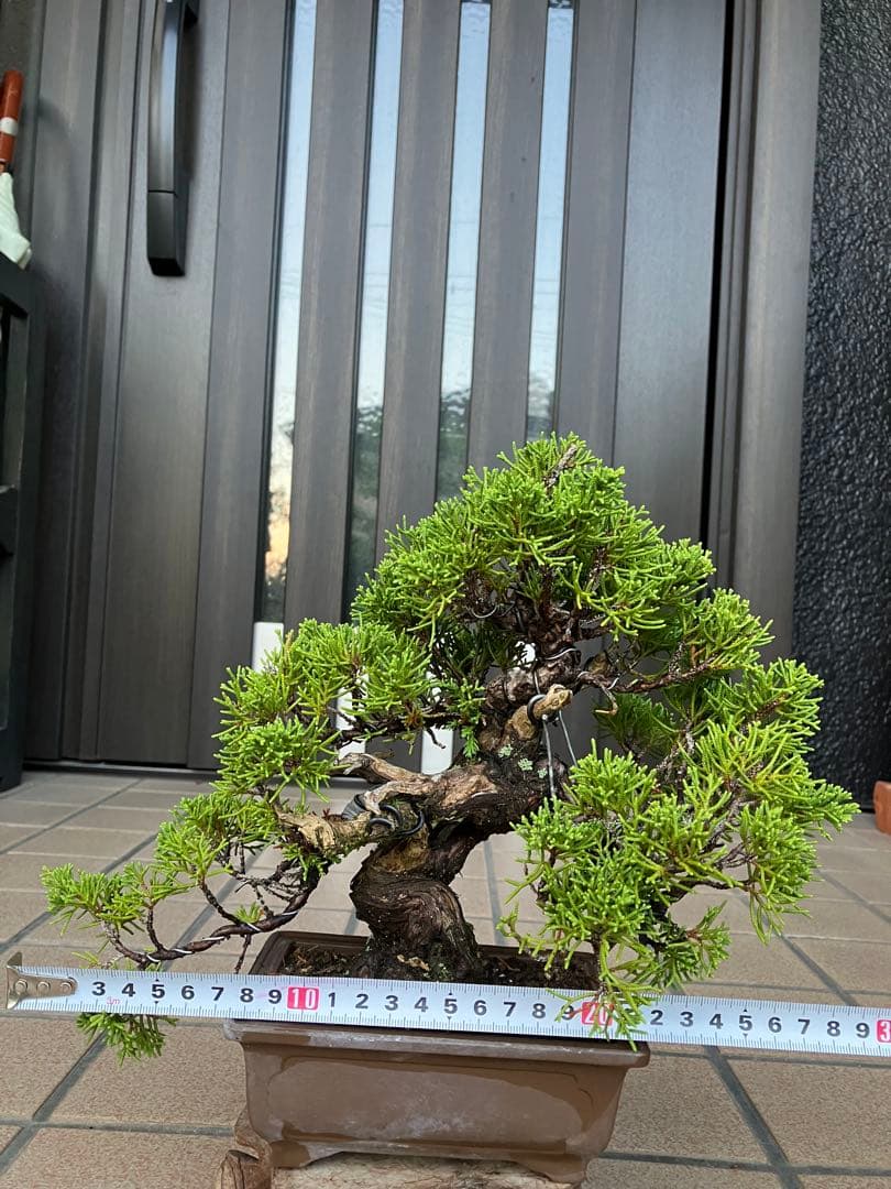 ◉超大特価！ 真柏糸魚川 超極太　極上品　究極の逸品！超お勧め品　早いもの勝ち