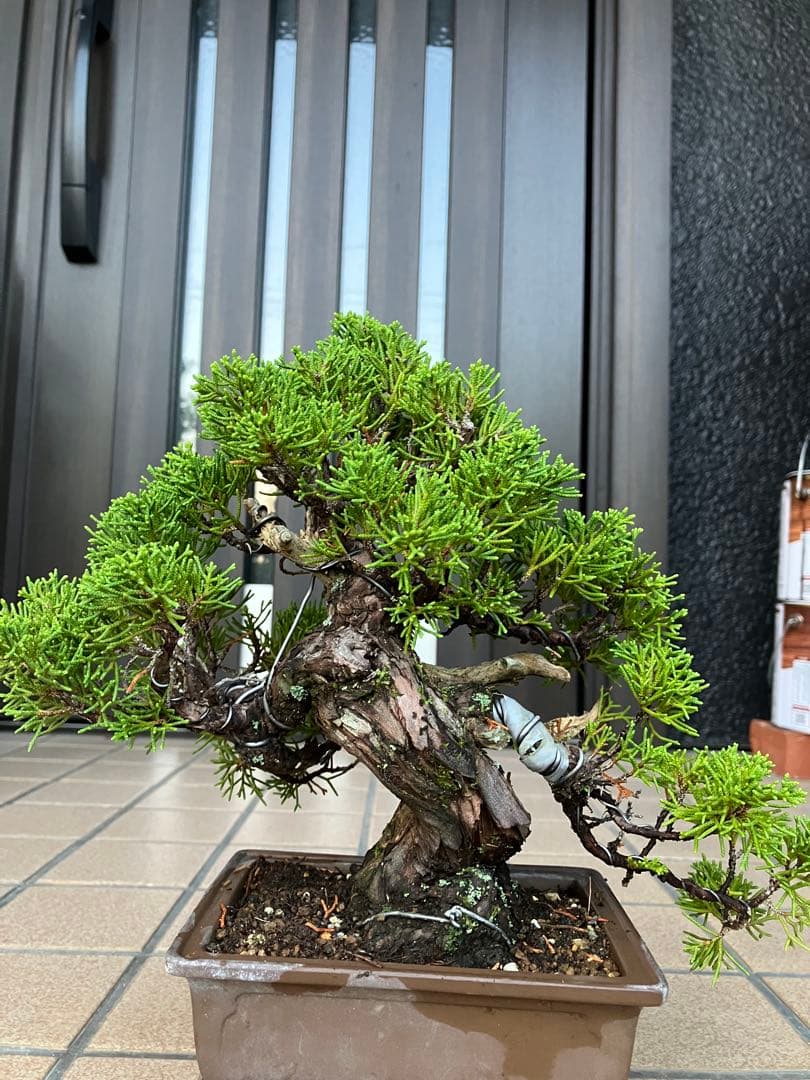 ◉超大特価！ 真柏糸魚川 超極太　極上品　究極の逸品！超お勧め品　早いもの勝ち