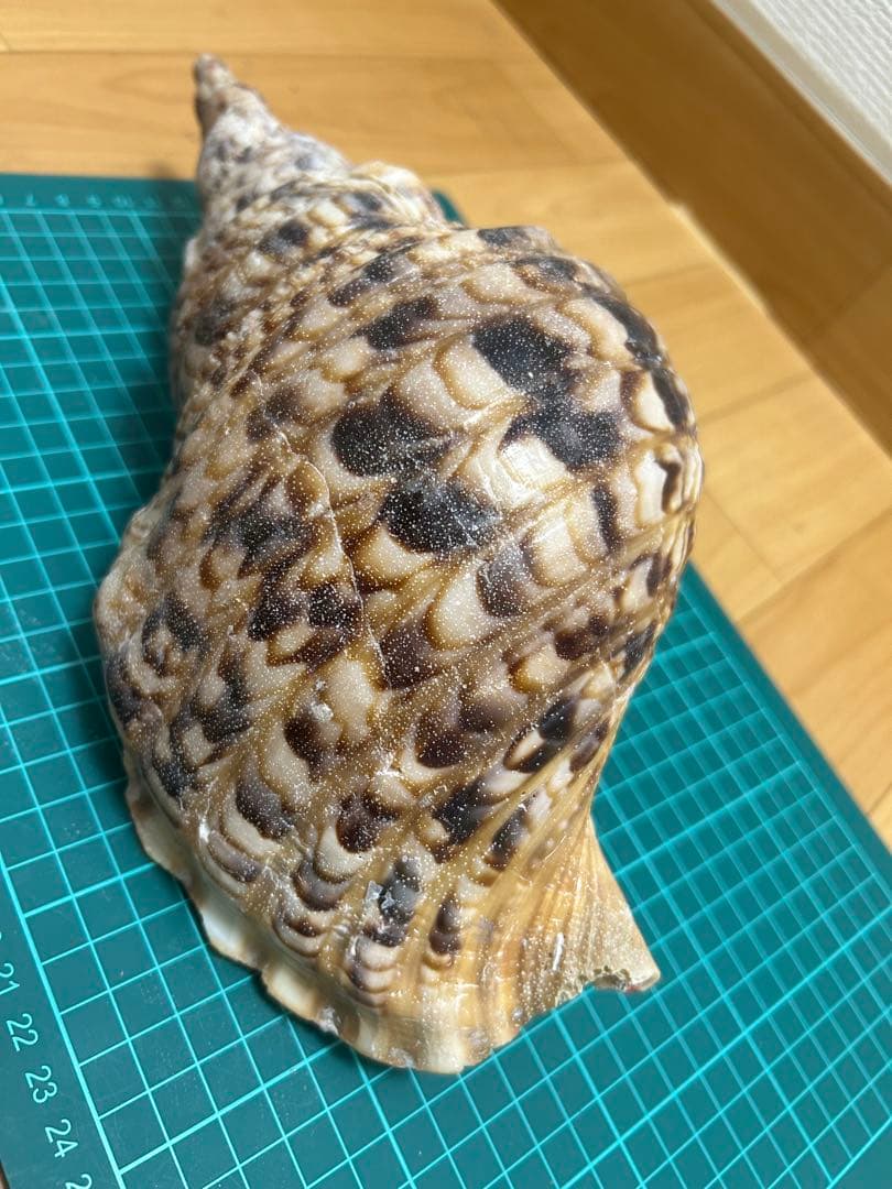 法螺貝　ホラ貝　30cm