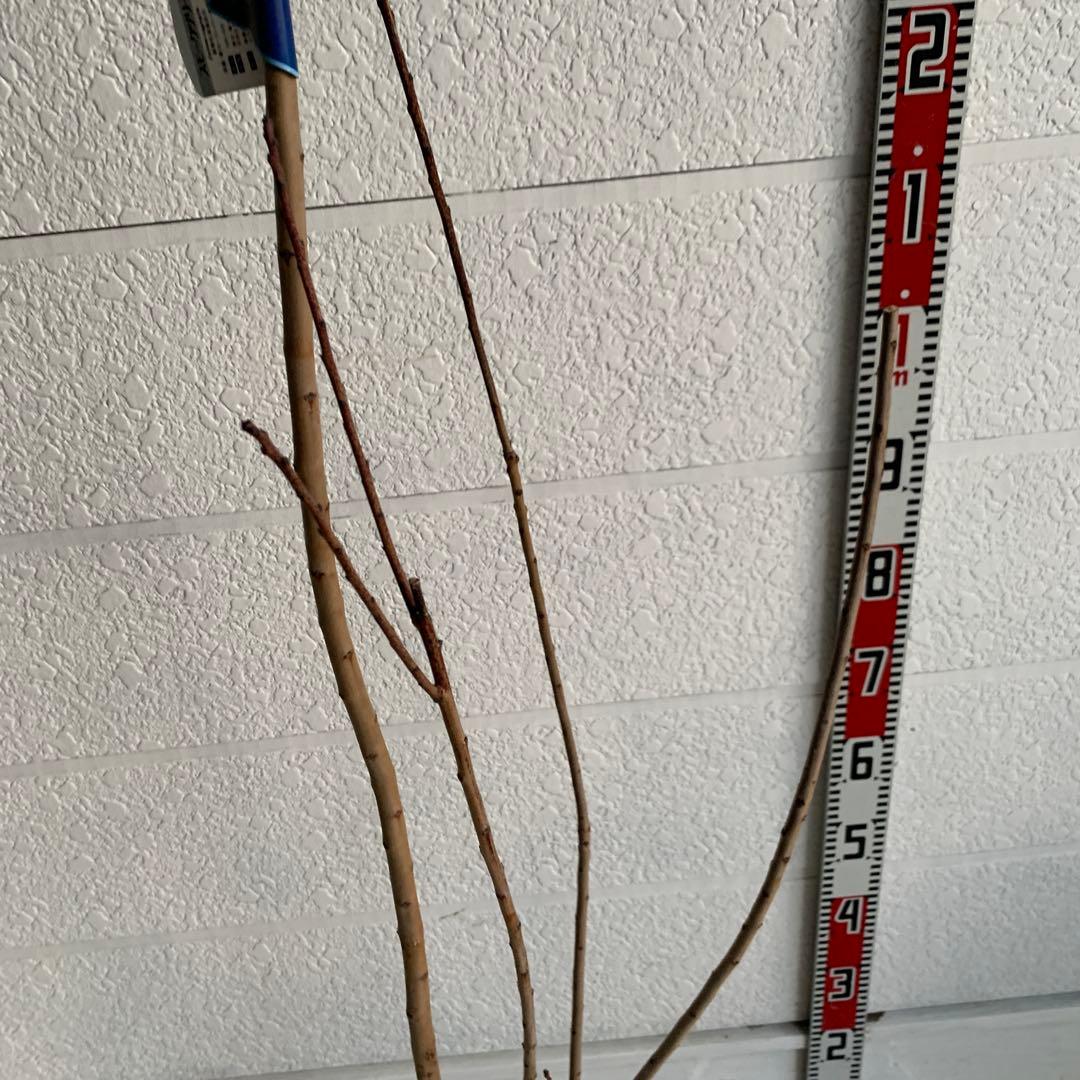 スモークツリー　グレース　雌株　煙の木　苗木　花木　62