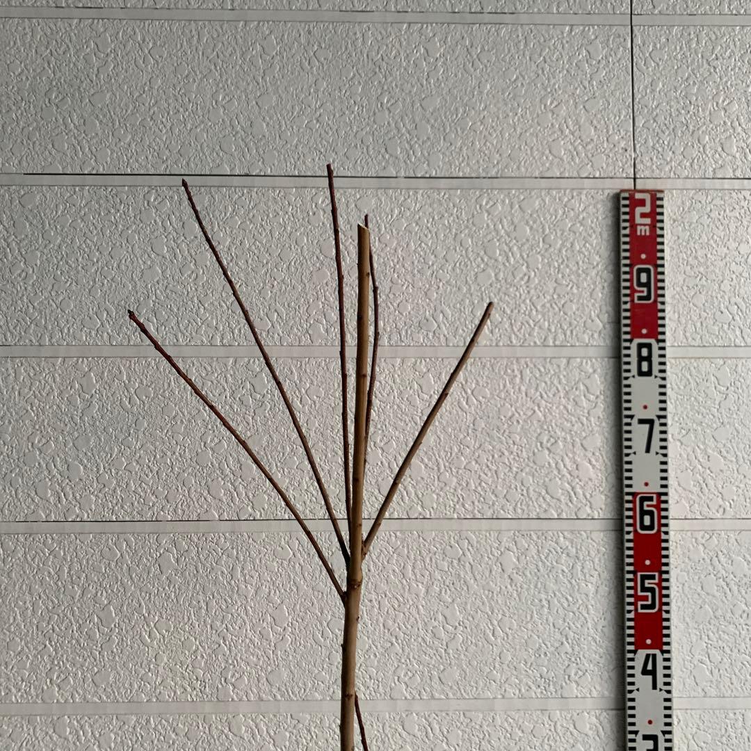 スモークツリー　グレース　雌株　煙の木　苗木　花木　62