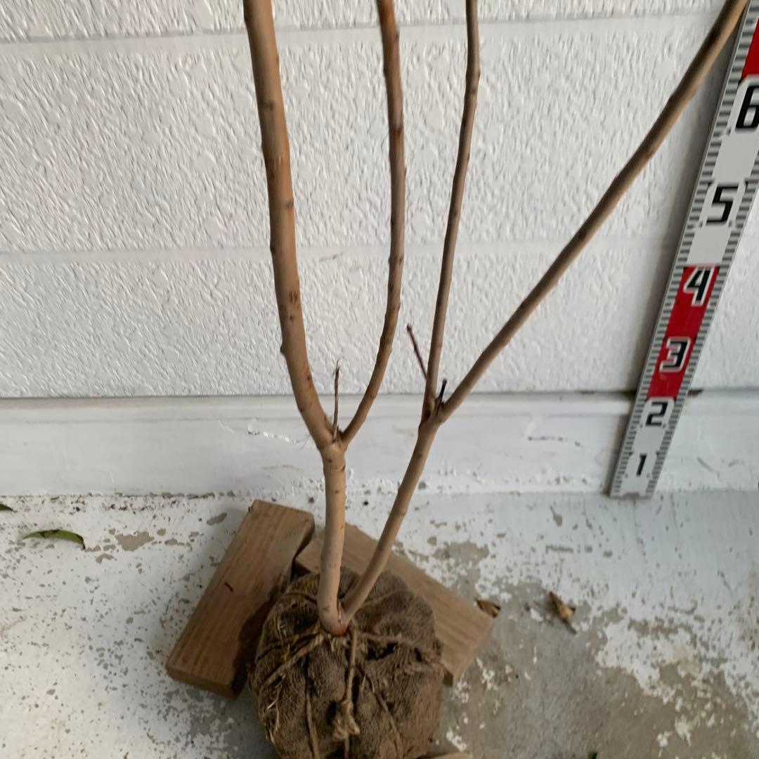 スモークツリー　グレース　雌株　煙の木　苗木　花木　62