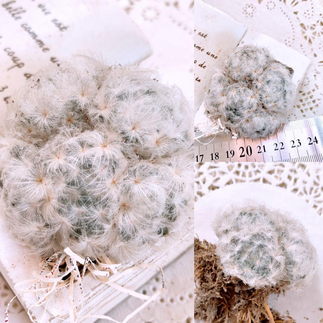 あるちゃん様☆ちび様☆専用です